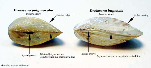 Zebra Mussel - Dreissena Polymor